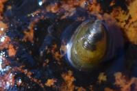 Ancylus fluviatilis