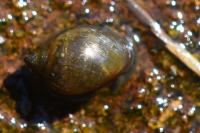 Physella acuta