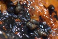 Potamopyrgus antipodarum
