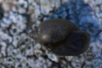 Physella acuta
