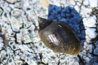 Physella acuta