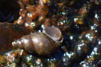 Potamopyrgus antipodarum