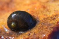 Theodoxus fluviatilis