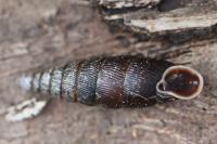 Macrogastra rolphii