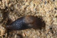 Deroceras invadens