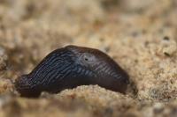 Deroceras invadens