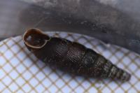 Macrogastra rolphii