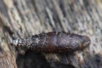 Macrogastra rolphii