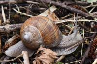 Helix pomatia