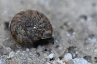 Xeroplexa intersecta