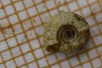Bathyomphalus contortus
