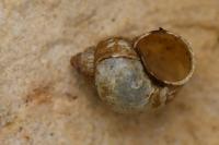 Bithynia tentaculata