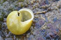 Cepaea hortensis