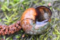 Cepaea nemoralis