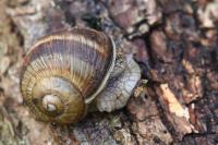 Helix pomatia