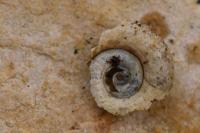 Planorbarius corneus