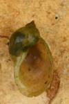 Ampullaceana balthica