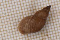 Stagnicola palustris