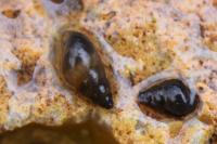 Potamopyrgus antipodarum
