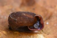 Helicodonta obvoluta