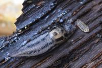 Limax maximus