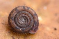Helicodonta obvoluta