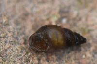 Potamopyrgus antipodarum
