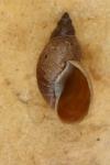 Stagnicola palustris