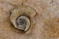 Planorbarius corneus