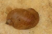 Ampullaceana balthica