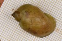 Ampullaceana balthica
