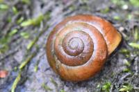 Cepaea nemoralis
