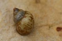 Bithynia tentaculata