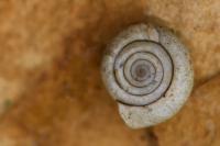 Bathyomphalus contortus