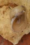 Ampullaceana balthica