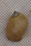 Ampullaceana balthica