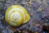 Cepaea hortensis