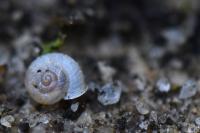 Vallonia costata