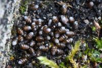 Lauria cylindracea