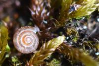 Gonyodiscus rotundatus