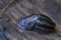 Limax maximus