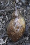 Lymnaea stagnalis