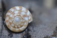 Gonyodiscus rotundatus