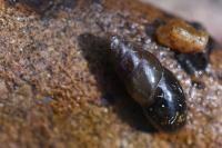 Cochlicopa lubrica