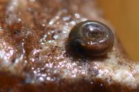 Bathyomphalus contortus