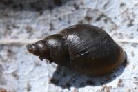 Stagnicola palustris