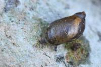 Oxyloma elegans