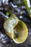 Ampullaceana balthica