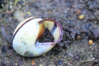 Cepaea nemoralis