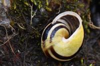 Cepaea hortensis